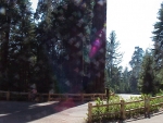 Sequoia2000_2.JPG