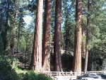 Sequoia2000_3.JPG