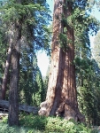Sequoia2000_4.JPG