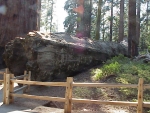 Sequoia2000_6.JPG