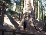 Sequoia2000_7.JPG