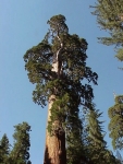 Sequoia2000_8.JPG