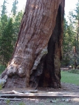 Sequoia2000_9.JPG