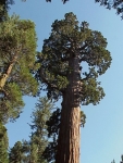 Sequoia2000_10.JPG