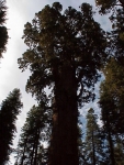 Sequoia2000_12.JPG