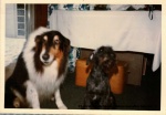 1975-01 Mickey & Sammy Before and after haircuts_3.jpg