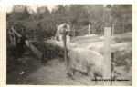 1943-09 Curt Pond, Mapleview.jpg