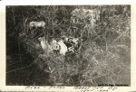 1943-09 Pigs, Mapleview.jpg